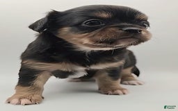 Chihuahua dogs for sale: Luca - Image 3