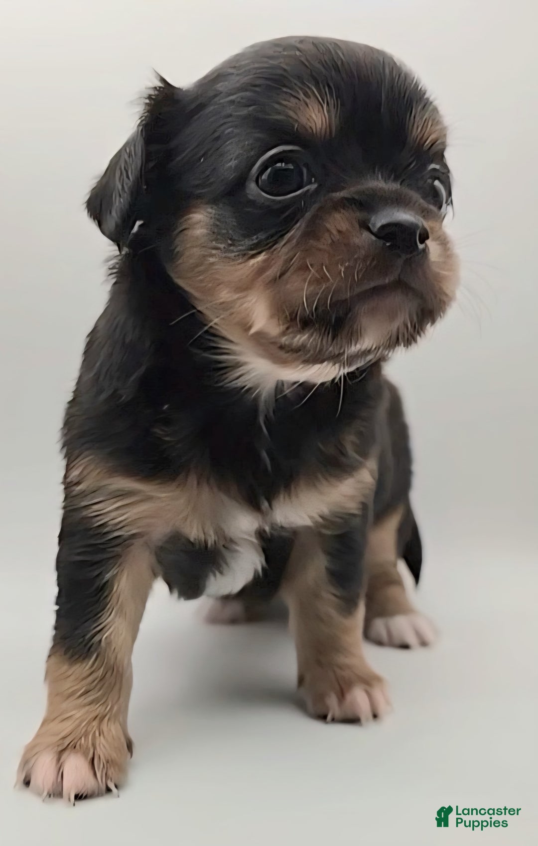 Chihuahua dogs for sale: Luca - Image 3