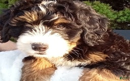 Mini Bernedoodle dogs for sale: Shiloh - Image 6