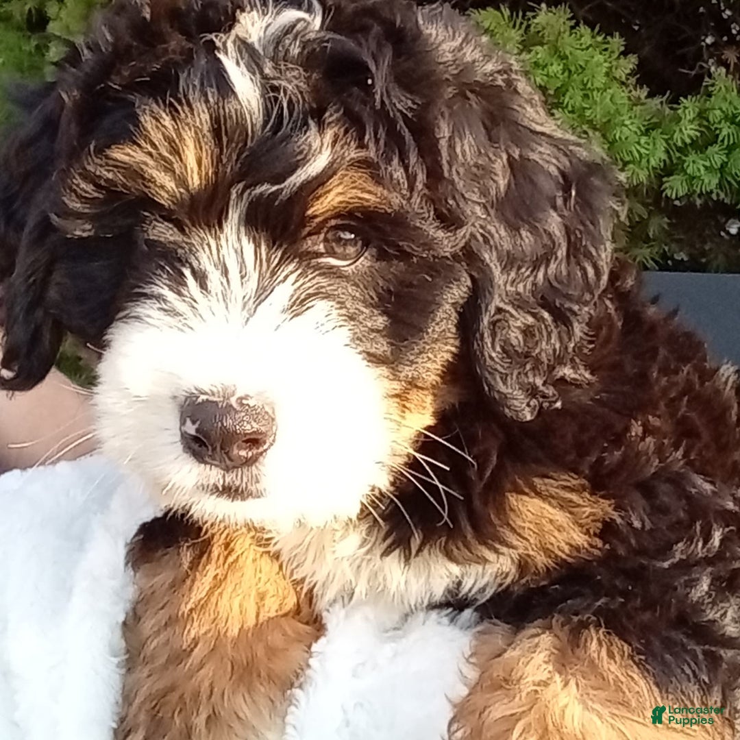 Mini Bernedoodle dogs for sale: Shiloh - Image 6