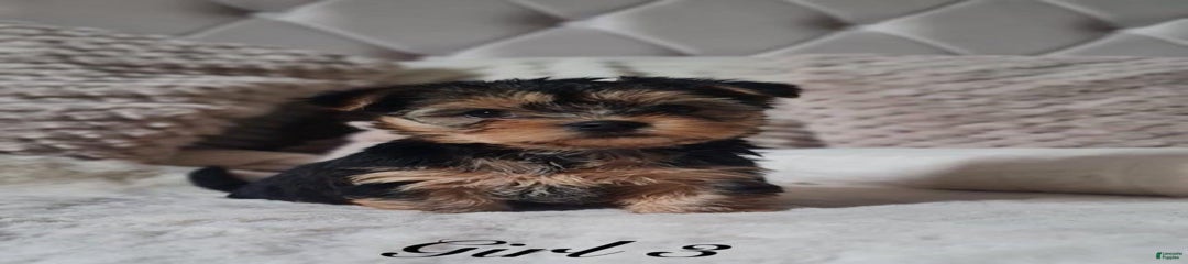 Mimi