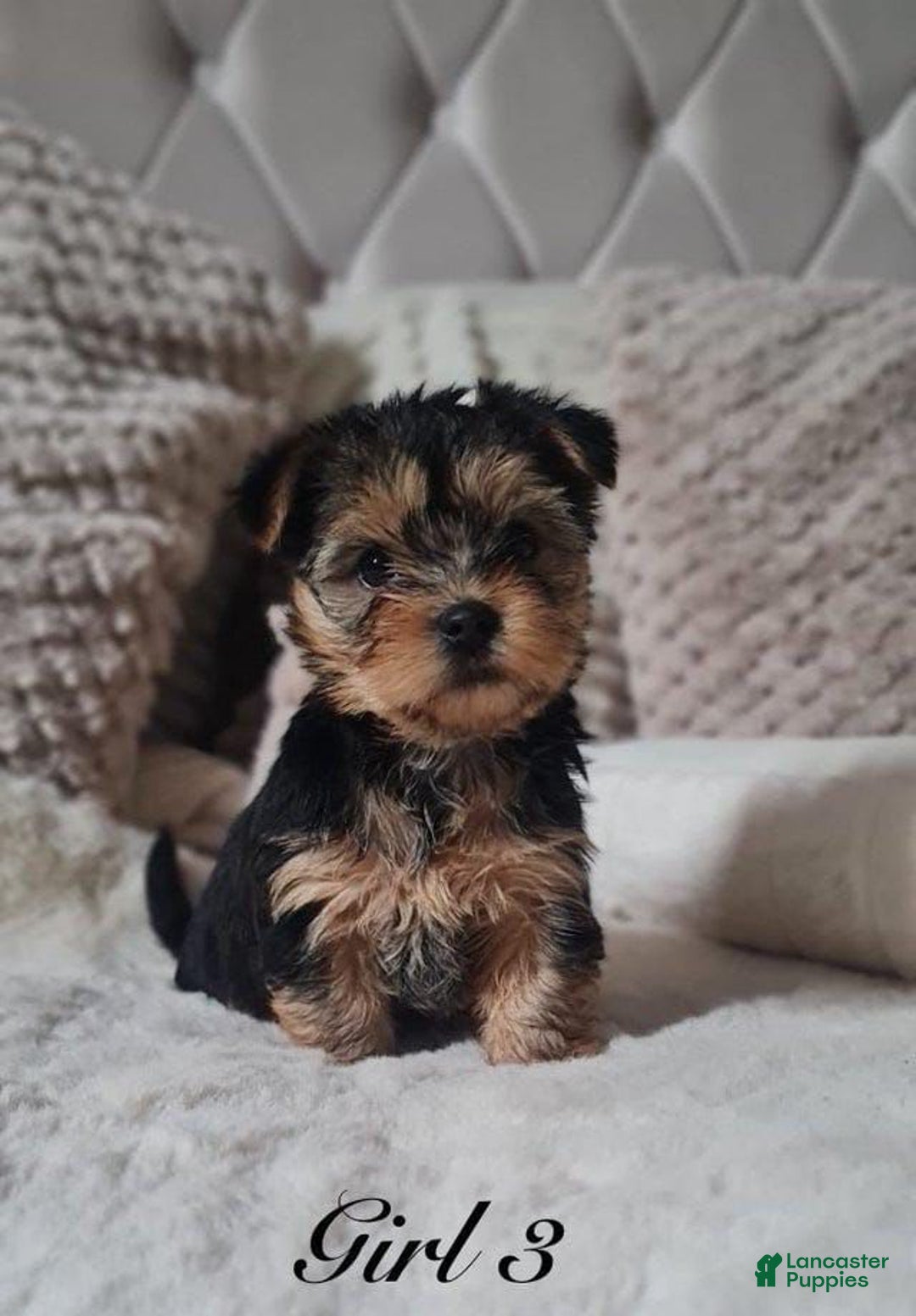 Yorkshire Terrier dogs for sale: Mimi - Image 4