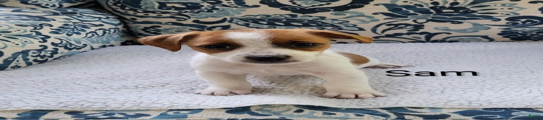 Sam