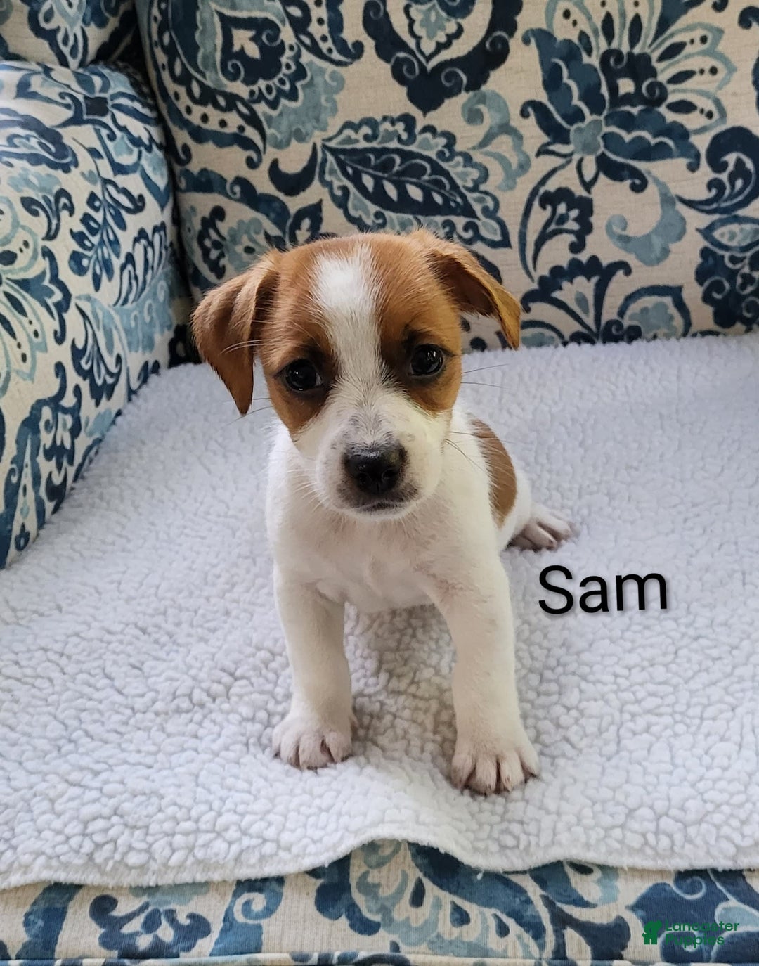 Jack Russell Terrier dogs for sale: Jack Russell Terrier 2 puppies - Image 6