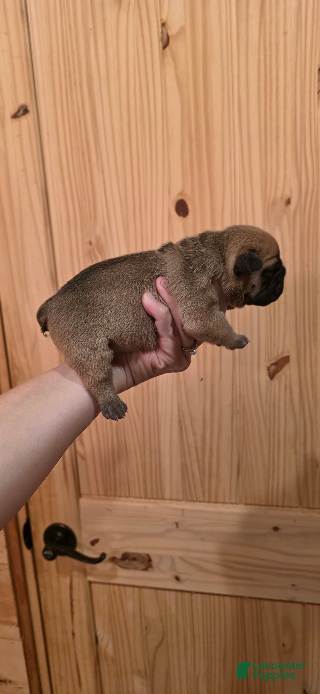 Olde English Bulldogge dogs for sale: Ozzy - Image 7