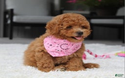 Miniature Poodle dogs for sale: Natasha - Image 11