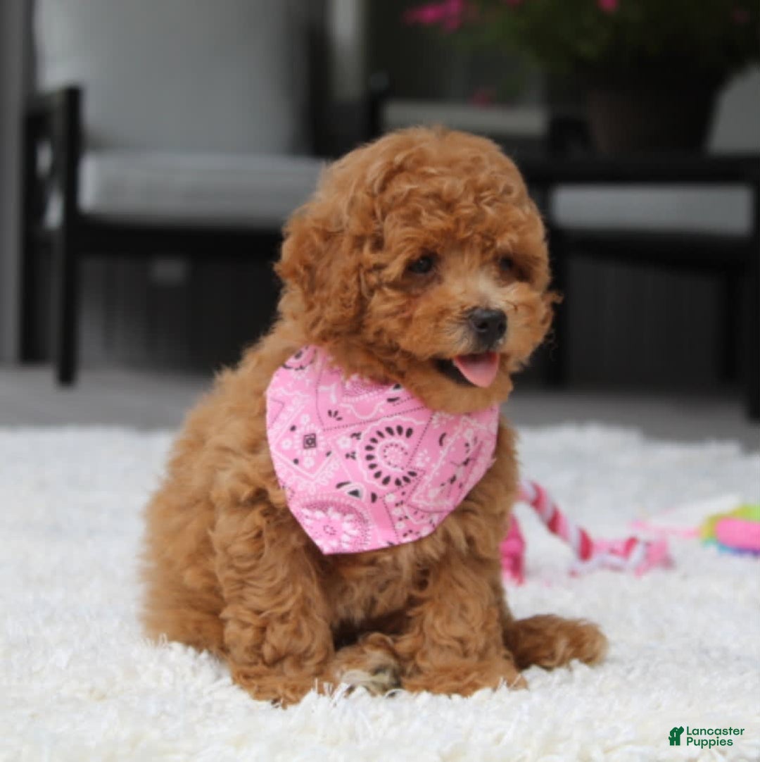 Miniature Poodle dogs for sale: Natasha - Image 11