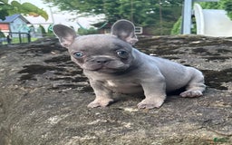 French Bulldog dogs for sale: Geoergia - Image 5