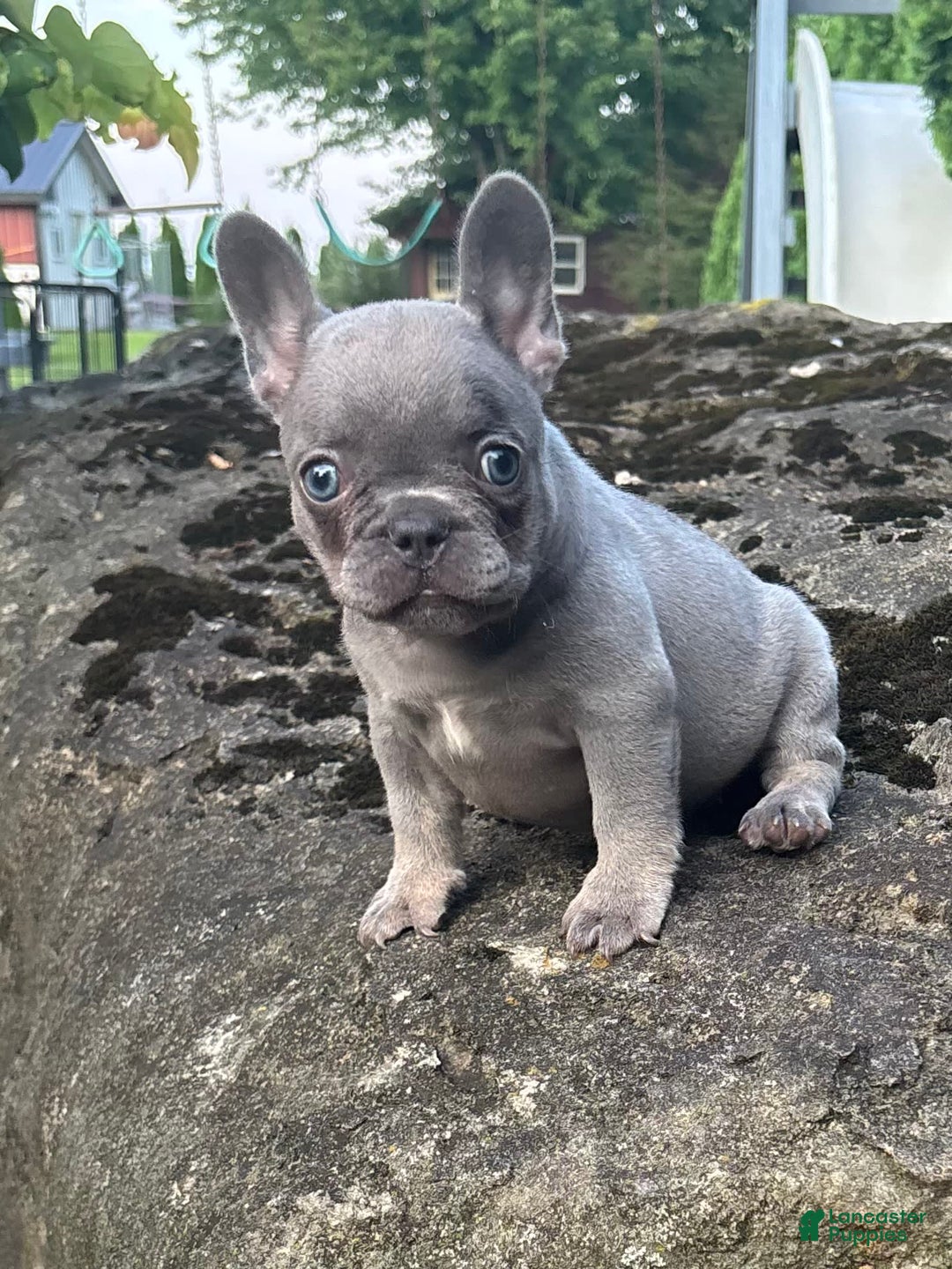French Bulldog dogs for sale: Geoergia - Image 5