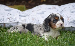 Cockalier dogs for sale: Reba - Image 11