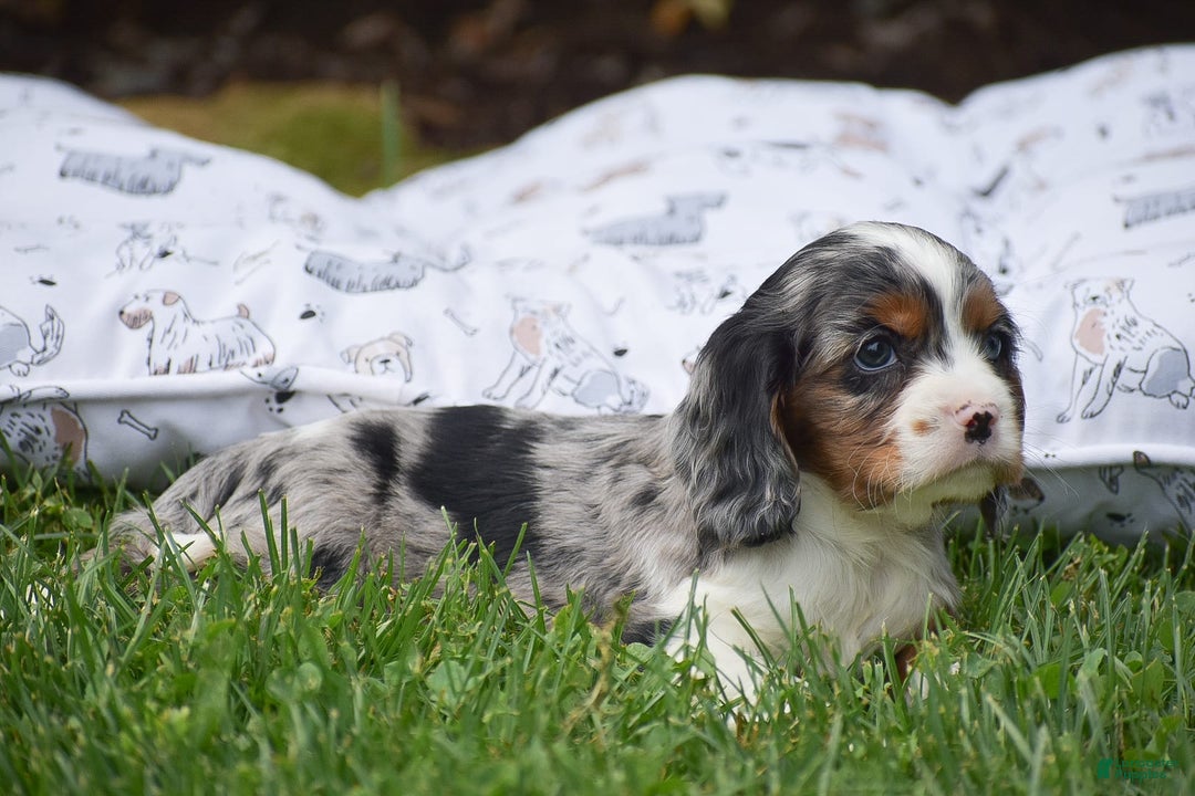 Cockalier dogs for sale: Reba - Image 11