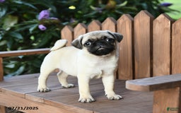 Pug dogs for sale: Pug 6 puppies - Image 4