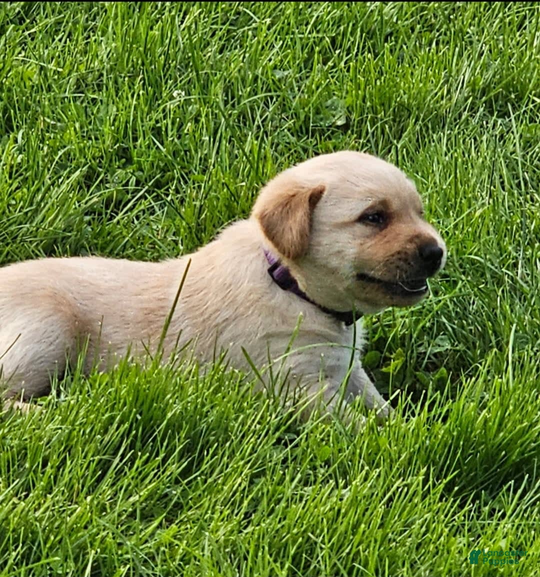 Labrador Retriever dogs for sale: Rainey - Image 16