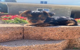 Yorkshire Terrier dogs for sale: Austin - Image 10