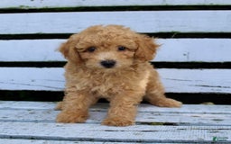 Miniature Poodle dogs for sale: Max - Image 5