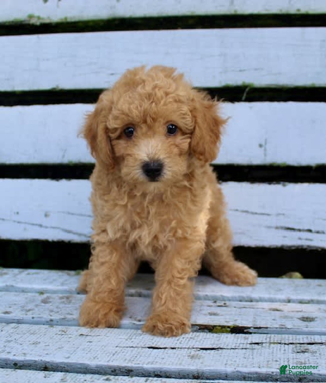 Miniature Poodle dogs for sale: Max - Image 5