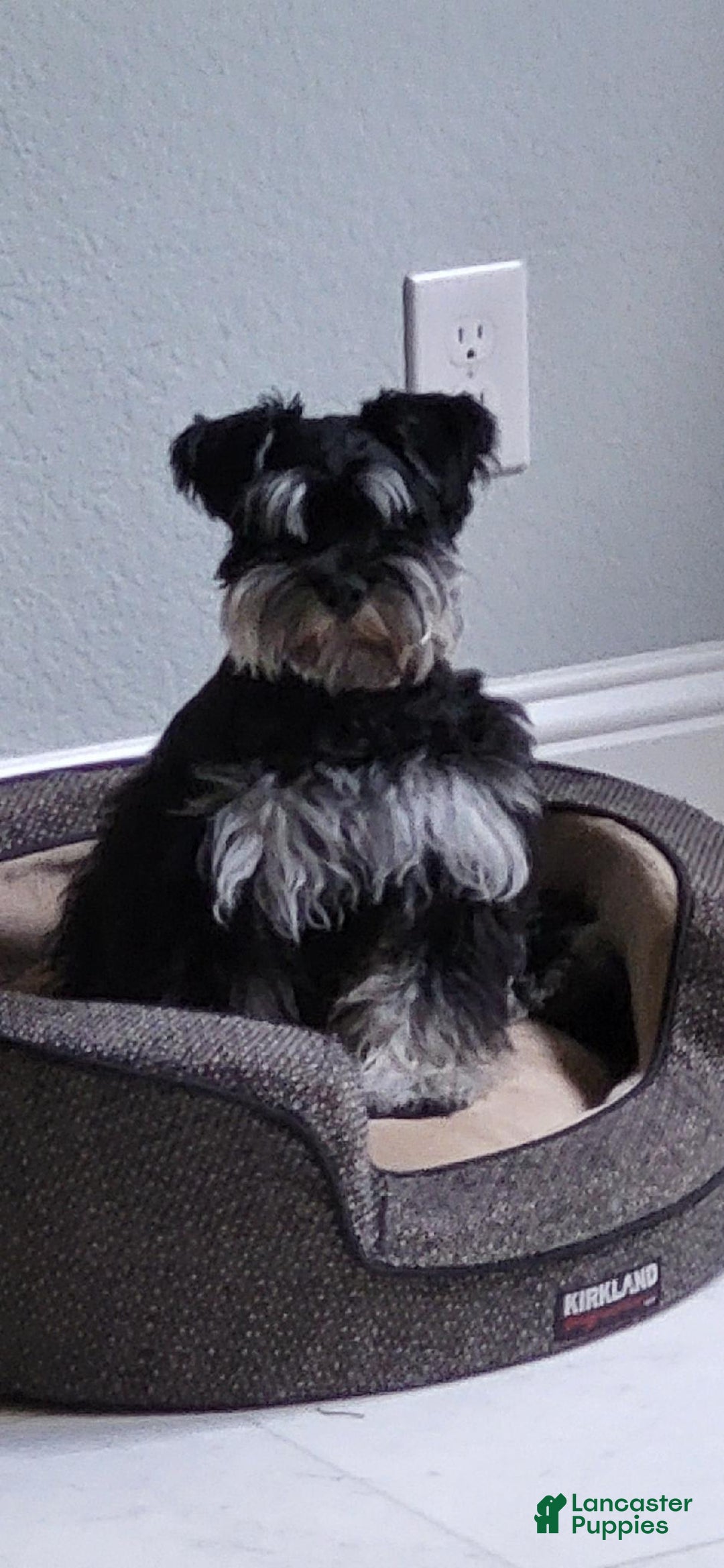 Miniature Schnauzer dogs for sale: Cowgirl - Image 5
