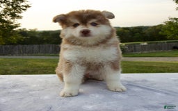 Pomsky dogs for sale: River - Image 12