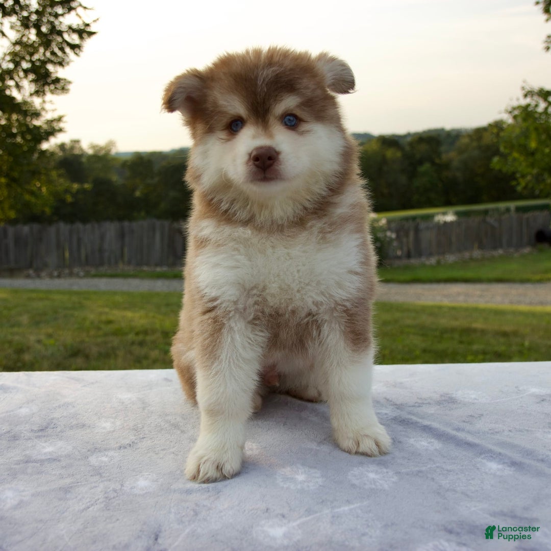 Pomsky dogs for sale: River - Image 12