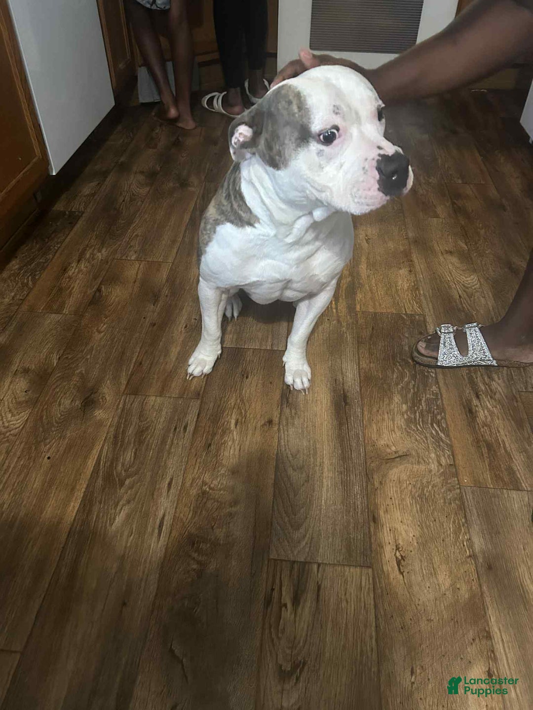 American Pit Bull Terrier dogs for sale: Roe - Image 2