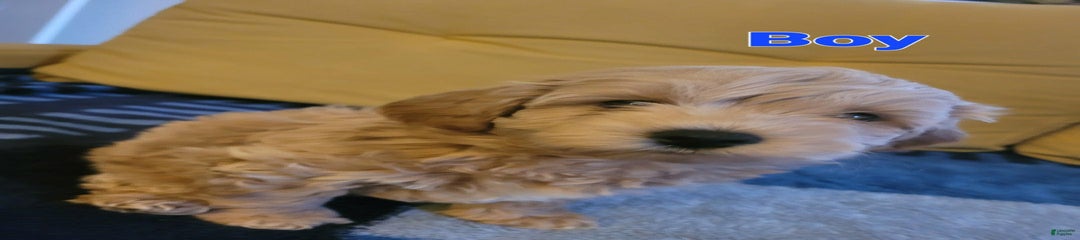 Tucker
