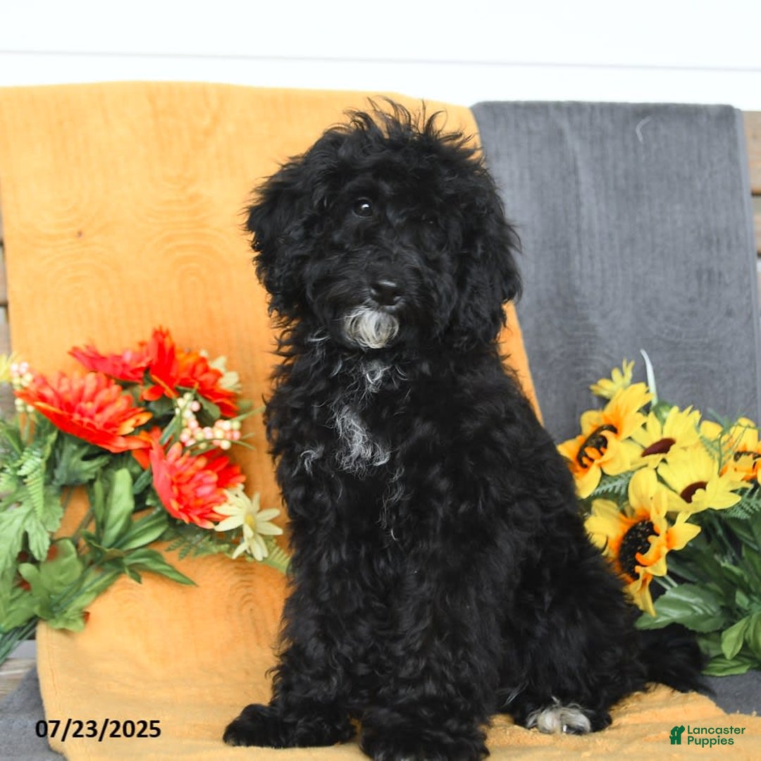 Miniature Poodle dogs for sale: Ophelia - Image 4