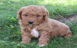  dogs for sale: Mini Goldendoodle 3 puppies - Image 2