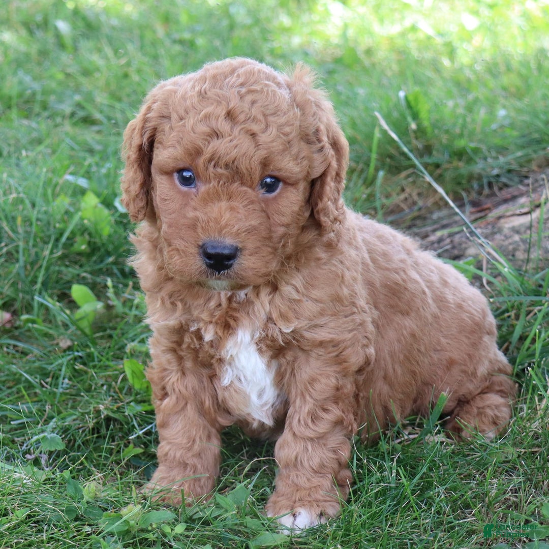  dogs for sale: Mini Goldendoodle 3 puppies - Image 2