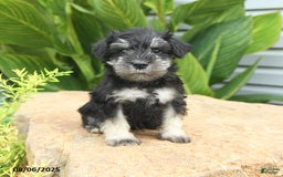 Miniature Schnauzer dogs for sale: Mason - Image 1