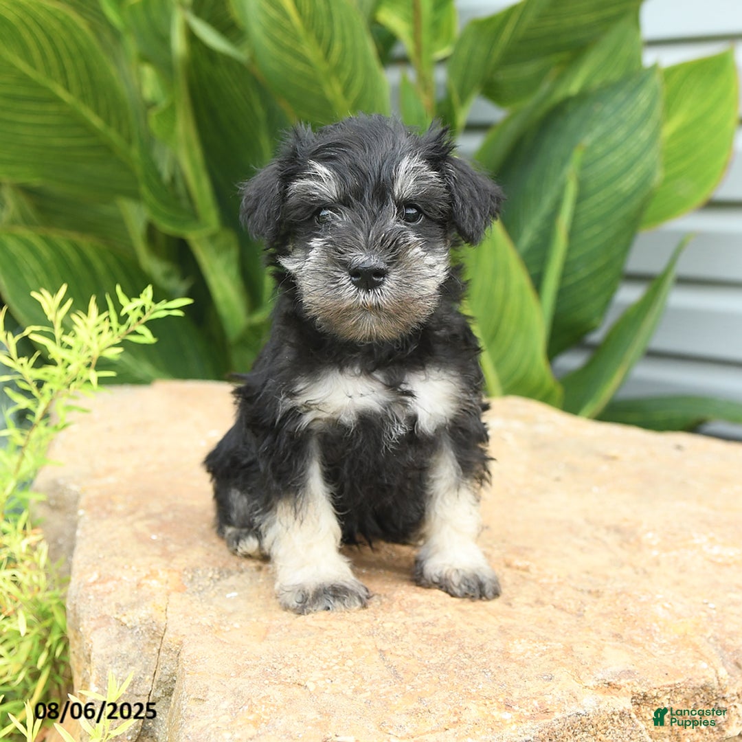 Miniature Schnauzer dogs for sale: Mason - Image 1