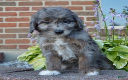 Mini Aussiedoodle dogs for sale: Mini Ava - Image 30
