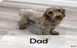 Havanese dogs for sale: Roscoe - Image 8