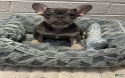 French Bulldog dogs for sale: Aurora - Image 3