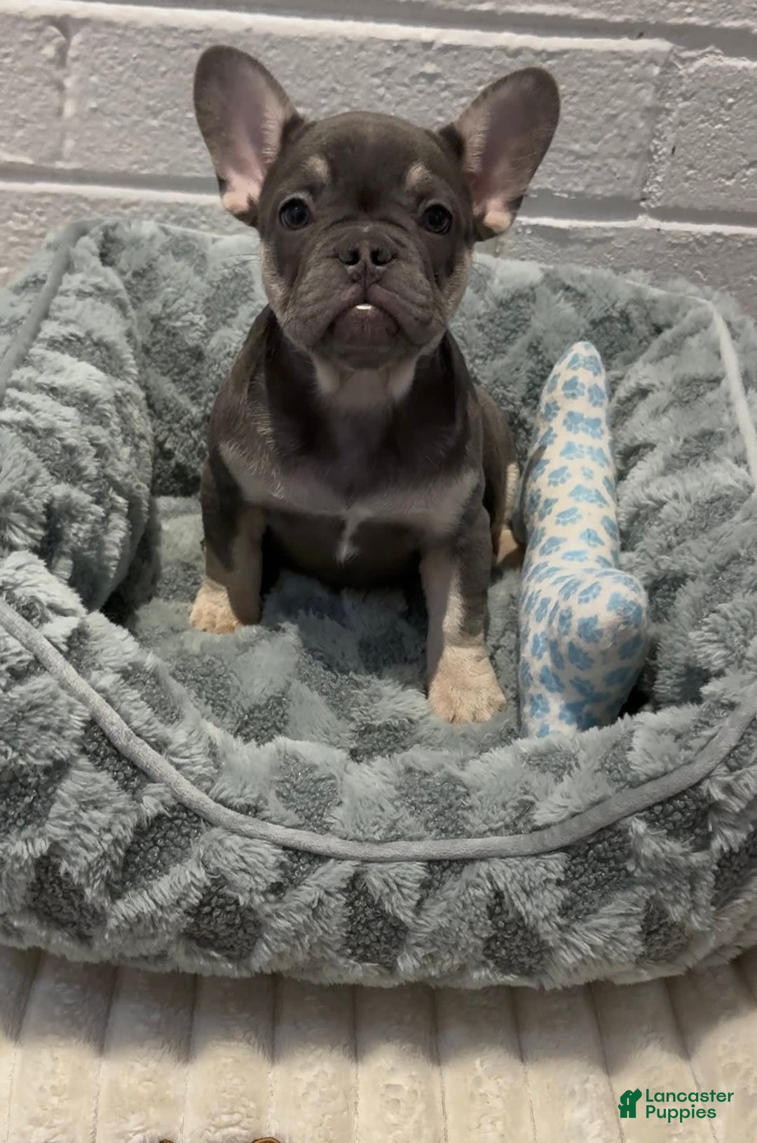 French Bulldog dogs for sale: Aurora - Image 3