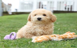 Bichpoo dogs for sale: Tyson - Image 7