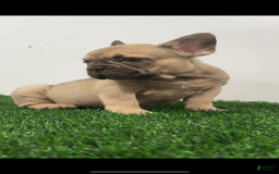 French Bulldog dogs for sale: Female Frenchies - Image 8
