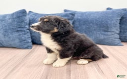 Australian Shepherd dogs for sale: Jasper - Image 2