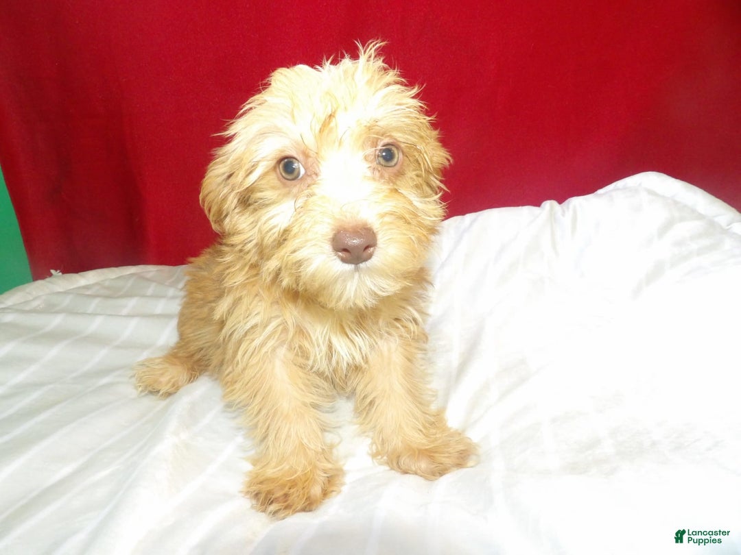Yochon dogs for sale: maverick - Image 1