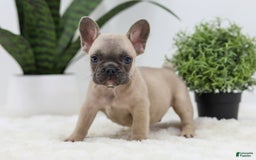French Bulldog dogs for sale: French Bulldog 5 puppies - Image 11
