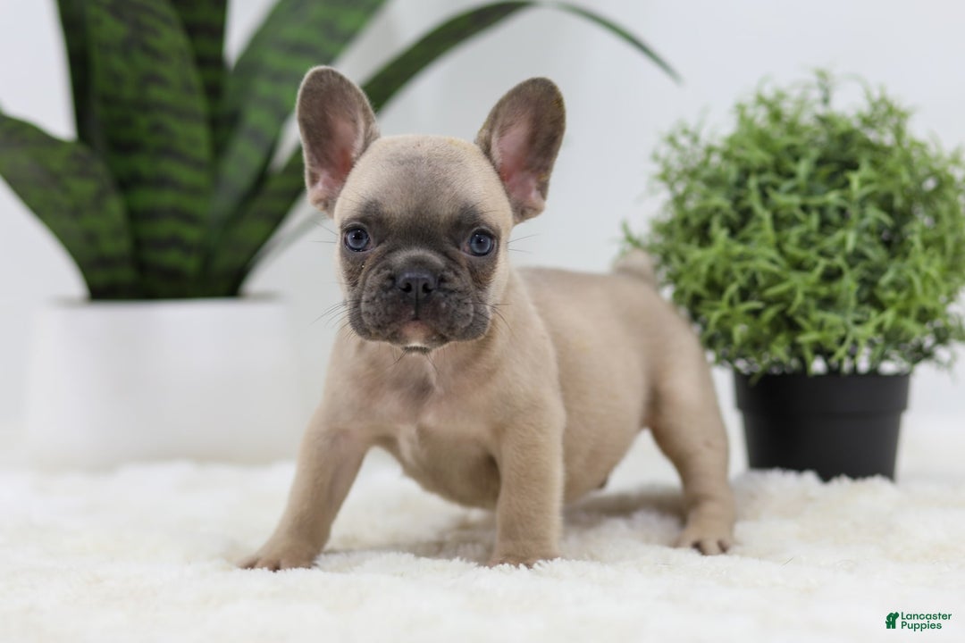 French Bulldog dogs for sale: French Bulldog 5 puppies - Image 11