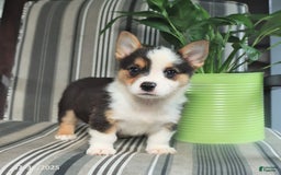 Welsh Corgi Pembroke dogs for sale: Titus - Image 2