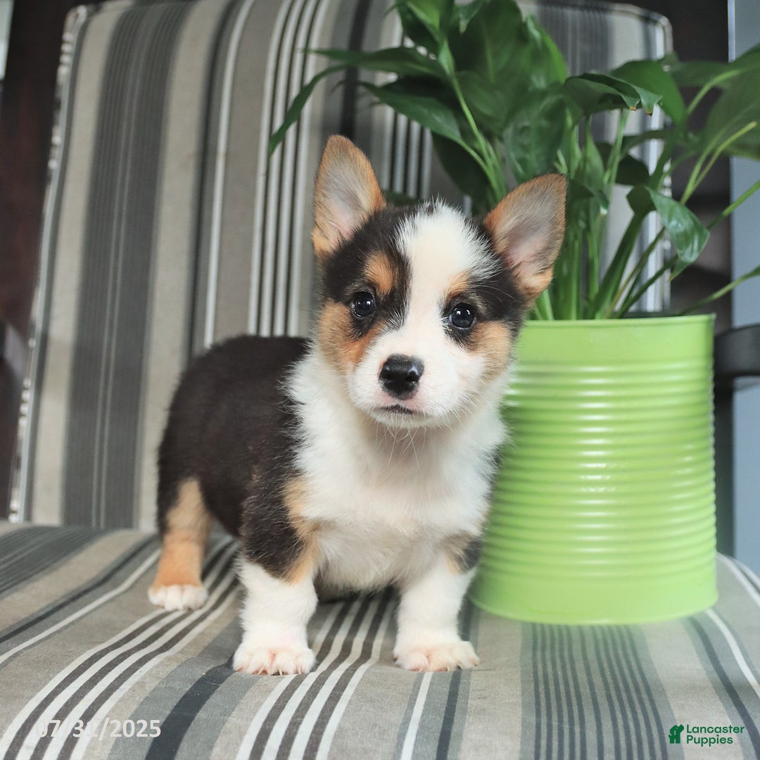 Welsh Corgi Pembroke dogs for sale: Titus - Image 2