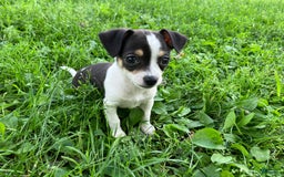 Chihuahua dogs for sale: Mikey - Image 1