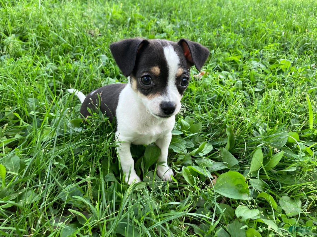 Chihuahua dogs for sale: Mikey - Image 1