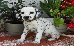 Dalmatian dogs for sale: Dalmatian 12 puppies - Image 14