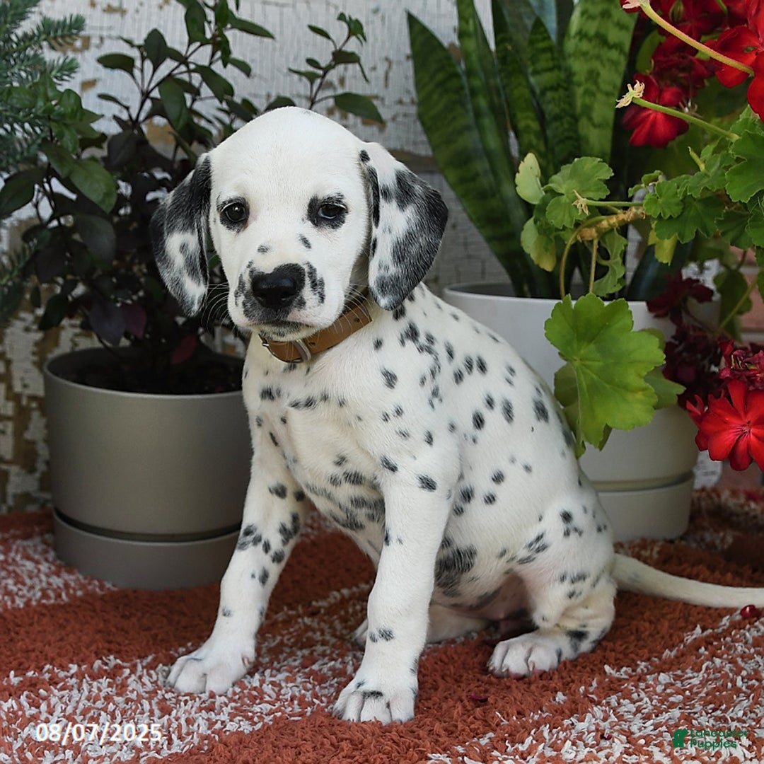 Dalmatian dogs for sale: Dalmatian 12 puppies - Image 14