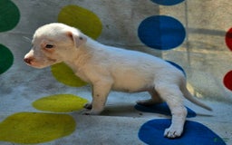 Border Collie dogs for sale: Hissy - Image 28
