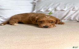 Mini Goldendoodle dogs for sale: Wave - Image 11