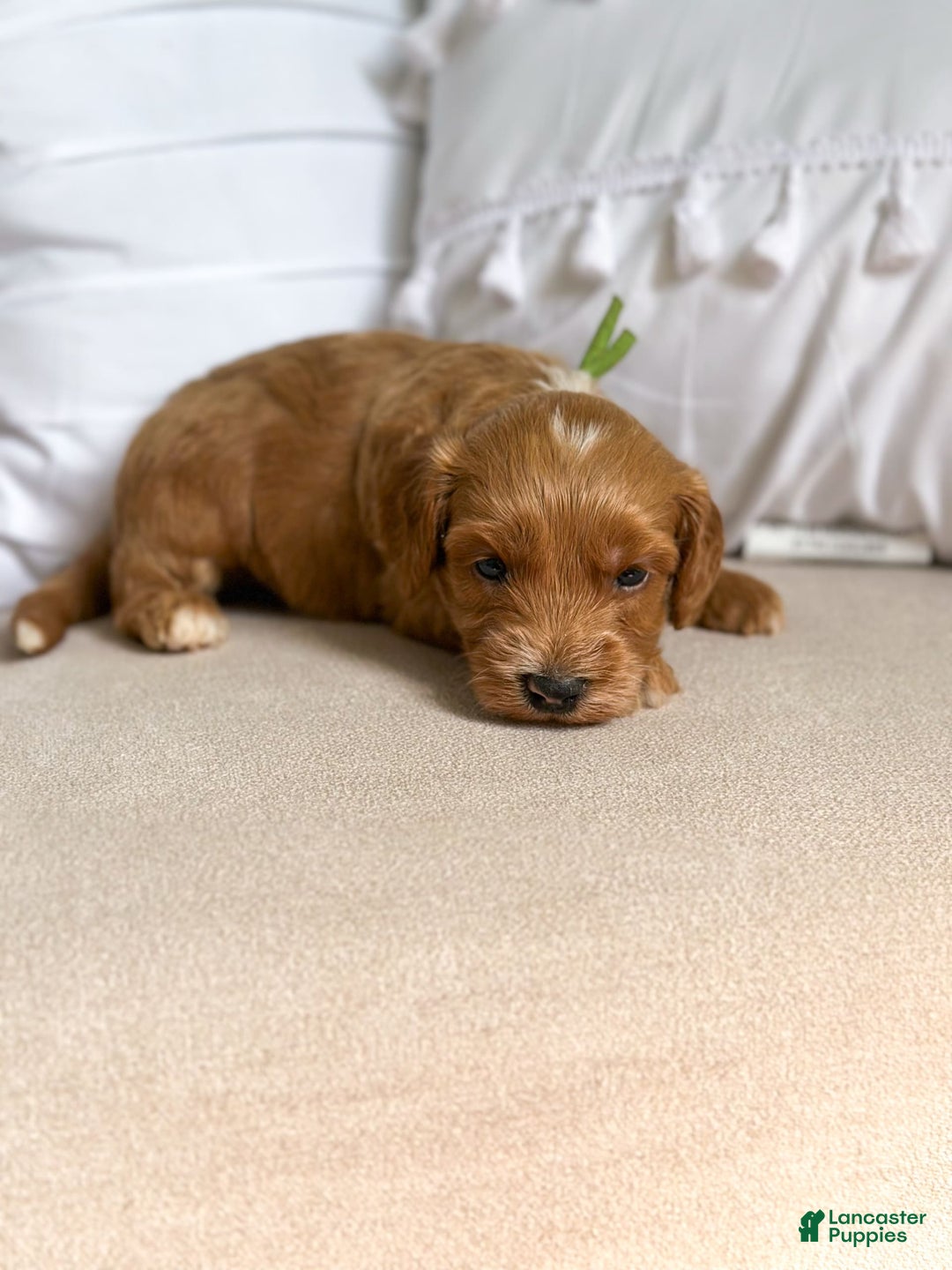Mini Goldendoodle dogs for sale: Wave - Image 11