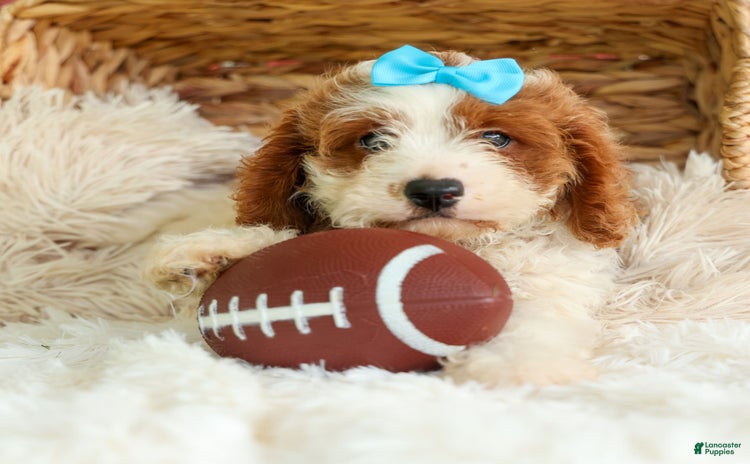 Cavapoo dogs for sale - Ad 4